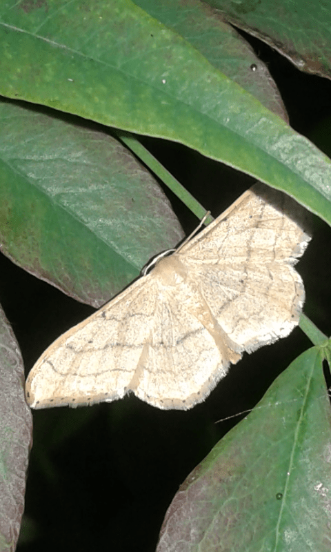 Geometridae : Idaea aversata f. remutata? S